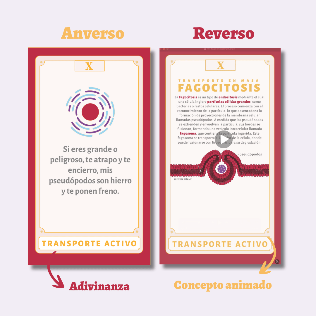 Flashcards Animadas de Transporte Activo | Aprende Biología Celular de Forma Visual e Interactiva