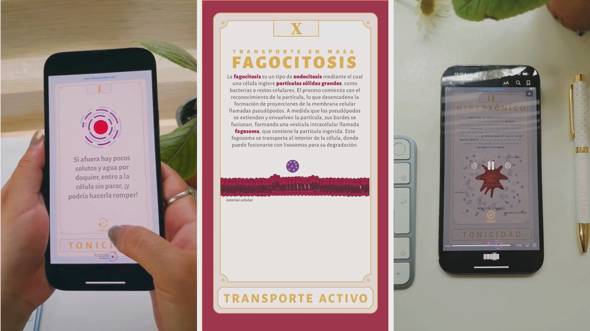 Flashcards Animadas de Transporte Activo | Aprende Biología Celular de Forma Visual e Interactiva